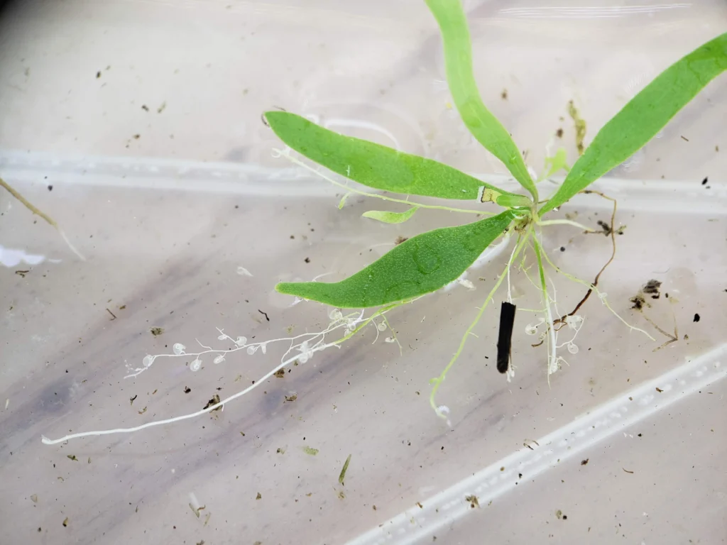 Aquatic Utricularia: underwater traps hidden in plain sight Aquatic Utricularia with visible translucent bladders under the roots