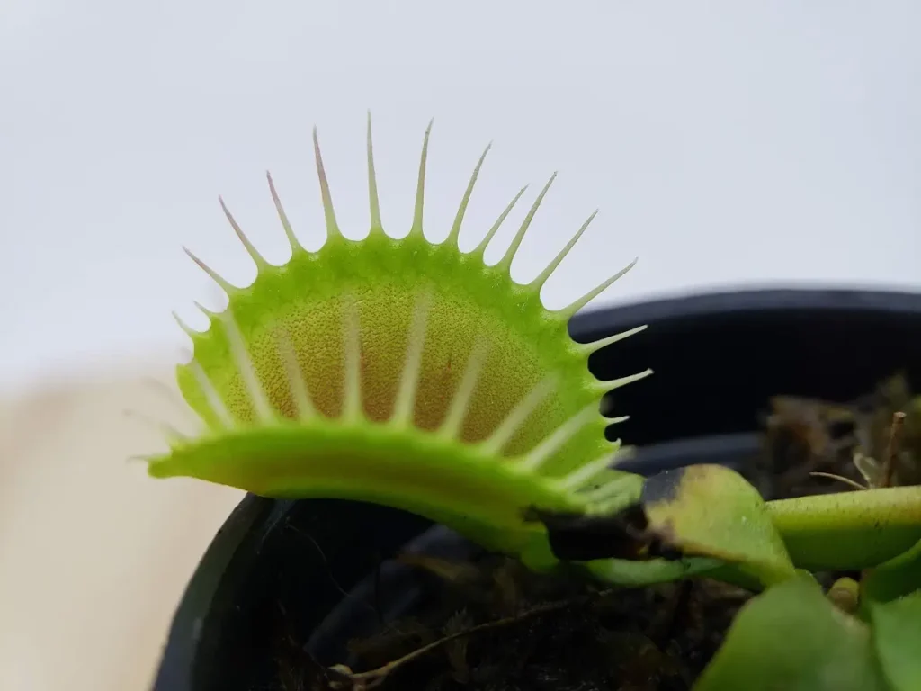 Dionaea muscipula: natural symmetry and hunting precision Open green trap of Dionaea muscipula in a pot