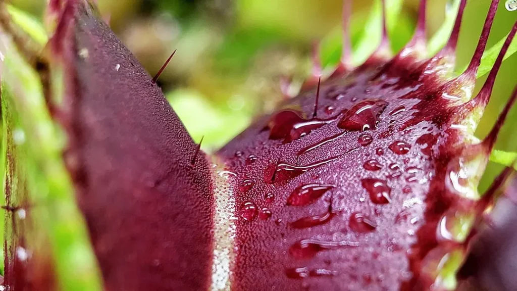 Dionaea muscipula con trappole aperte dai colori vivaci