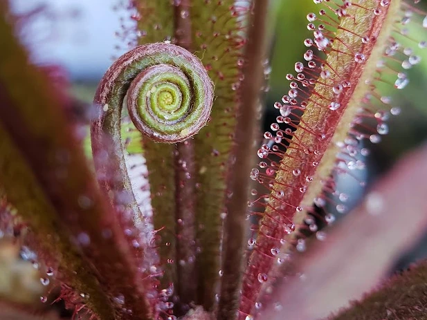 Drosera adelae: spiral elegance and sticky traps Young spiral leaf of Drosera adelae surrounded by dewy tentacles