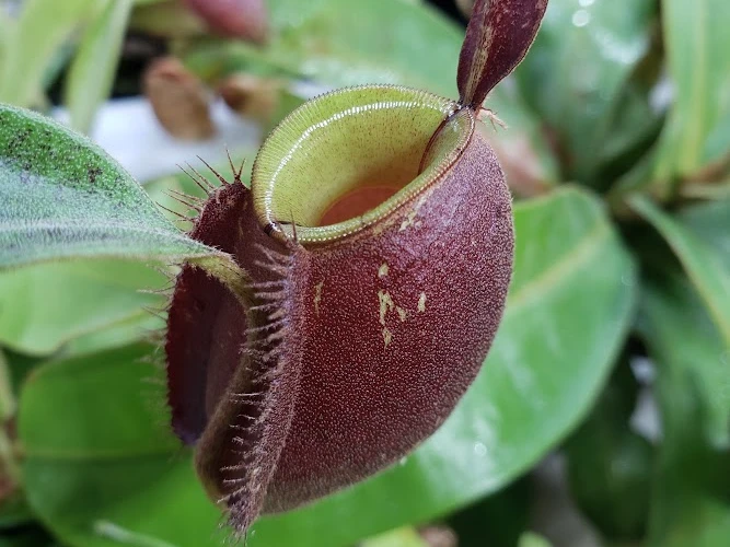 Nepenthes ampullaria: compact pitcher designed for nutrient collection Nepenthes ampullaria pitcher with red coloration and upright lid