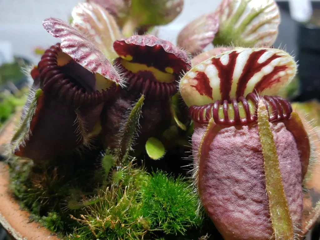 Cephalotus follicularis: the carnivorous plant with tiny pitcher traps Cephalotus follicularis with miniature pitcher-shaped traps