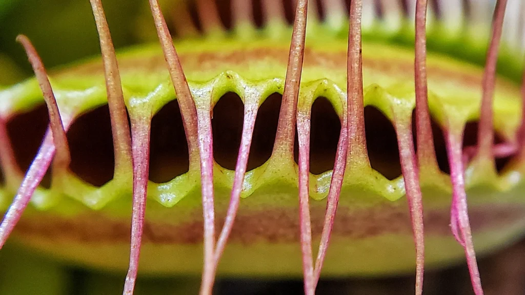 Detalhe dos dentes interdigitados da armadilha da Dionaea muscipula