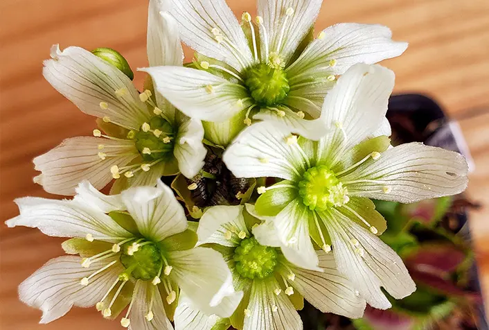 Fiore di Dionaea muscipula: l’eleganza della pianta carnivora Fiore bianco della Dionaea muscipula su uno stelo lungo
