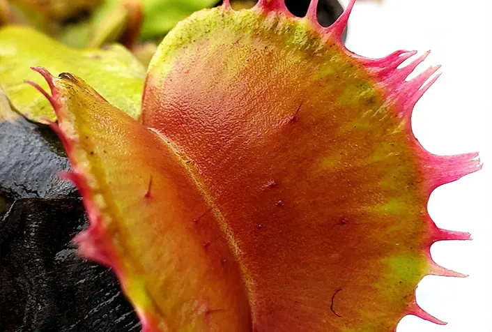 Dionaea muscipula ‘Fused Tooth’: trappola dai bordi unici Primo piano della Dionaea muscipula ‘Fused Tooth’ con denti fusi e colori vivaci