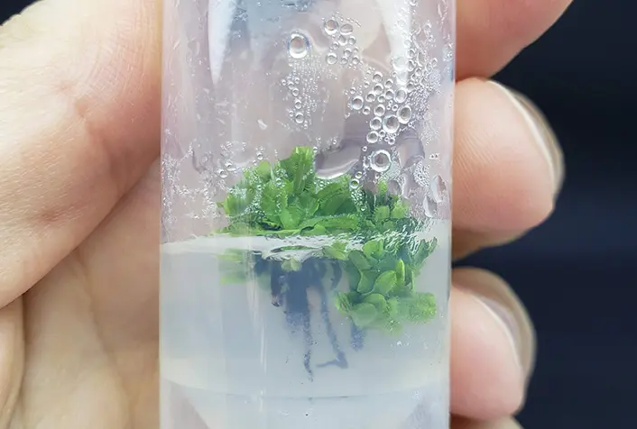 Dionaea muscipula in vitro: coltivazione da seme in laboratorio Dionaea muscipula coltivata in vitro da seme in ambiente sterile