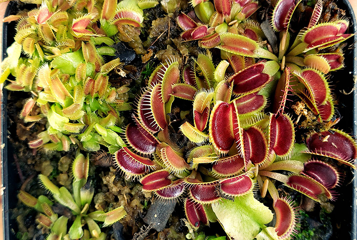 Dionaea da talea di foglia: moltiplicazione vegetativa efficace Dionaea muscipula propagata tramite talea fogliare su substrato