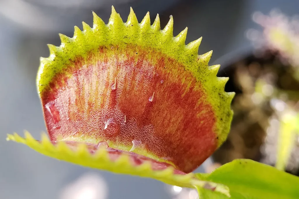 Dionaea muscipula ‘Sawtooth’ in primo piano: trappola attiva Dettaglio della trappola di Dionaea muscipula ‘Sawtooth’ con denti corti e seghettati
