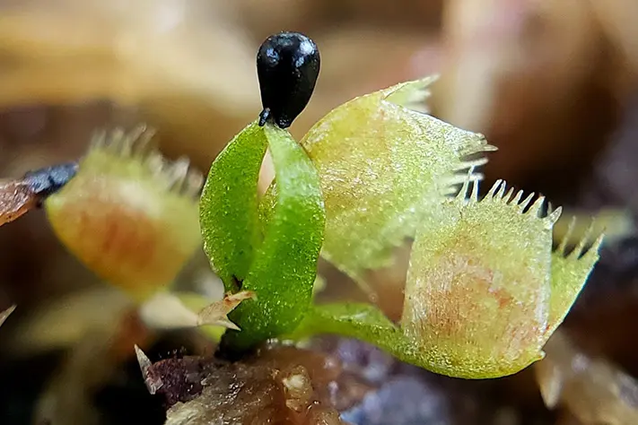 Dionaea muscipula in germinazione: la vita carnovora che nasce Germinazione di Dionaea muscipula con prime trappole e tegumento ancora visibile