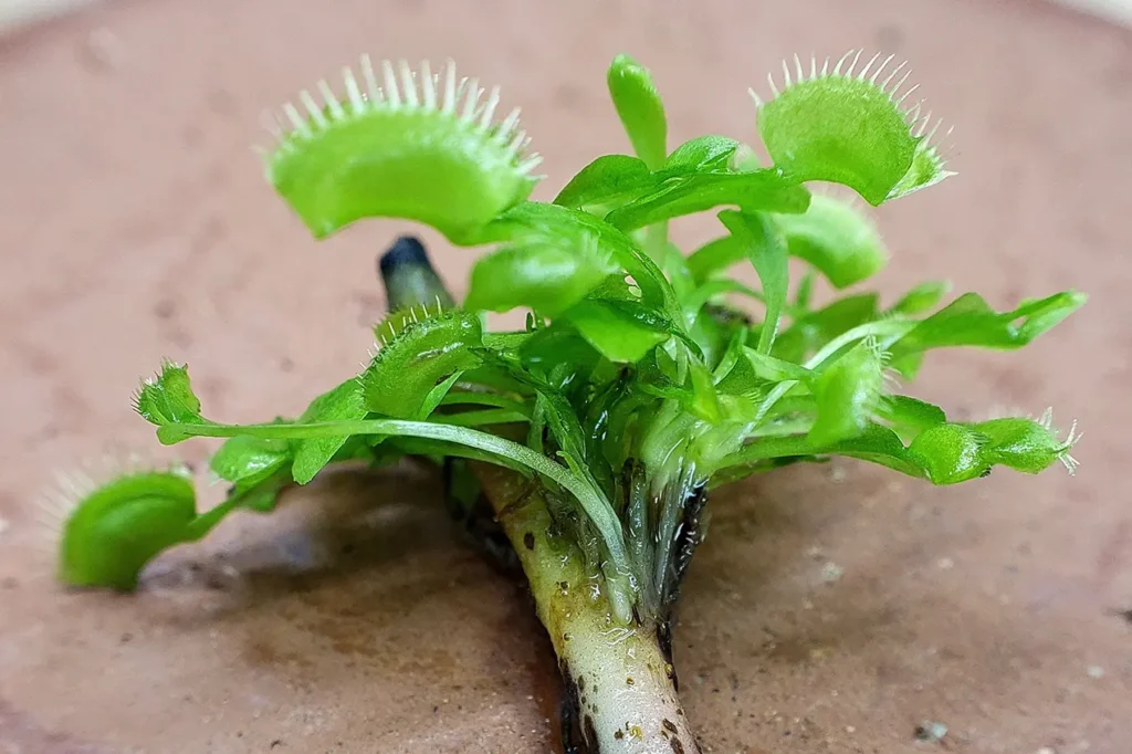 Dionaea muscipula con stem cutting: metodo semplice e funzionale Propagazione della Dionaea muscipula tramite taglio dello stelo floreale con germoglio attivo