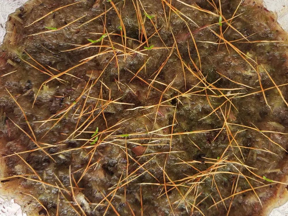 Germination of Nepenthes seeds Nepenthes seeds germinating on moist sphagnum moss, with tiny green seedlings emerging