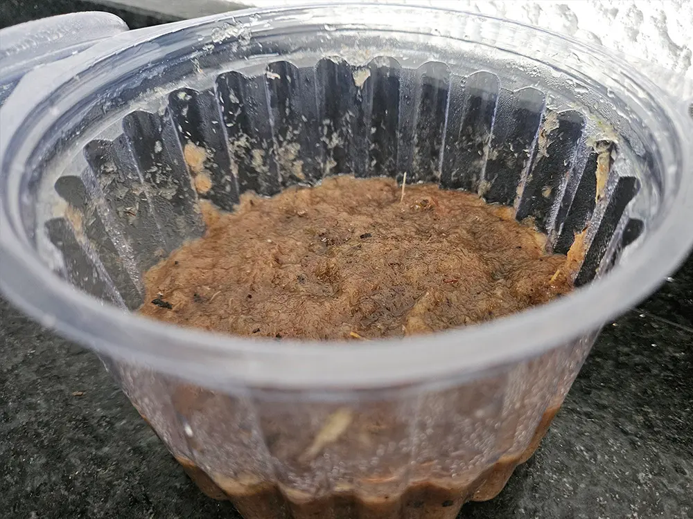 Prepared substrate for Nepenthes seed germination Transparent container with sterilized sphagnum moss prepared for sowing Nepenthes seeds