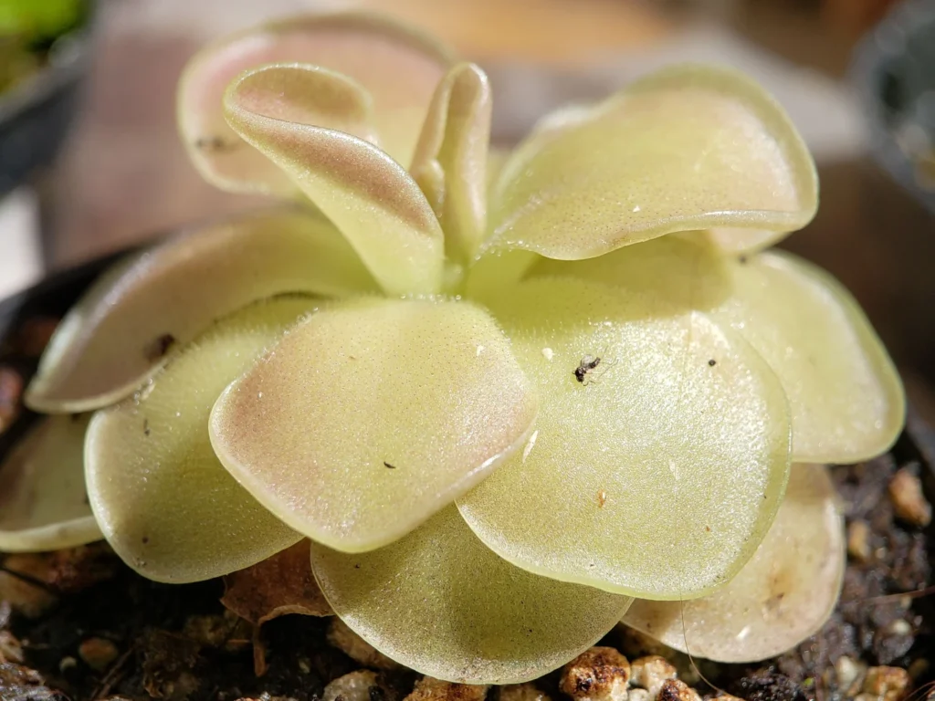 Pinguicula: elegance and efficiency in insect capture Carnivorous plant Pinguicula with sticky rosette-shaped leaves
