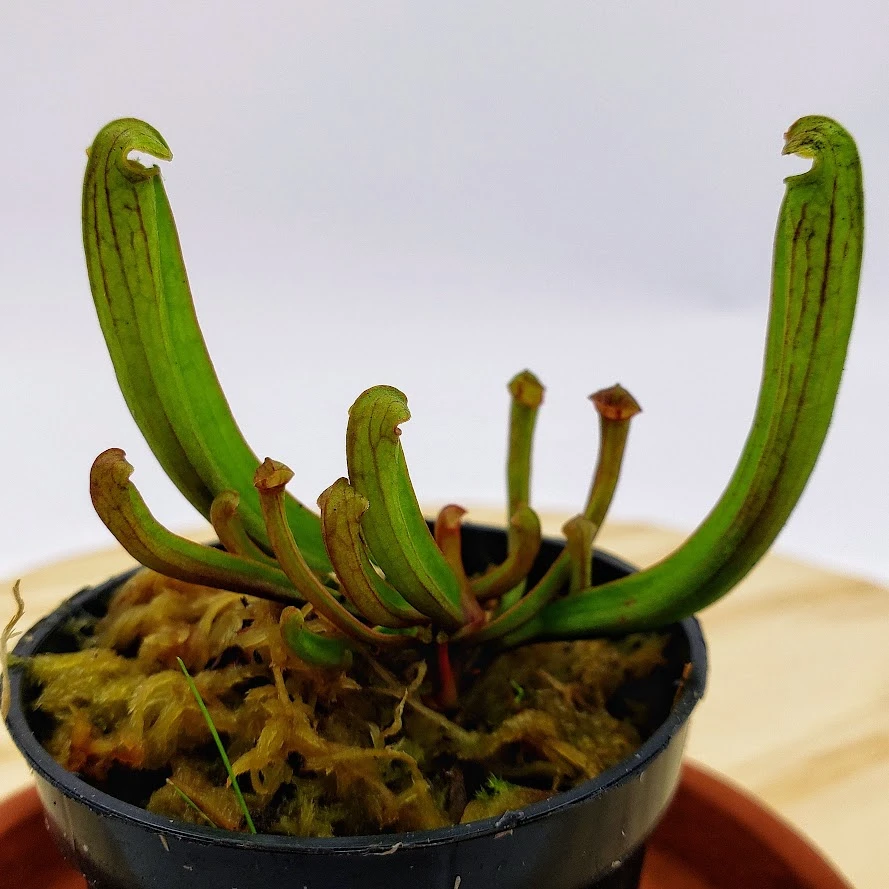 Sarracenia: carnivorous pitchers in early growth stage Young Sarracenia with developing pitcher traps in a pot with sphagnum moss