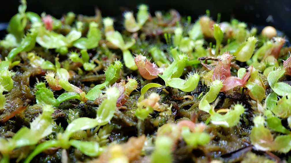 Developing Nepenthes seedlings Young Nepenthes seedlings with initial pitchers forming on moist sphagnum moss