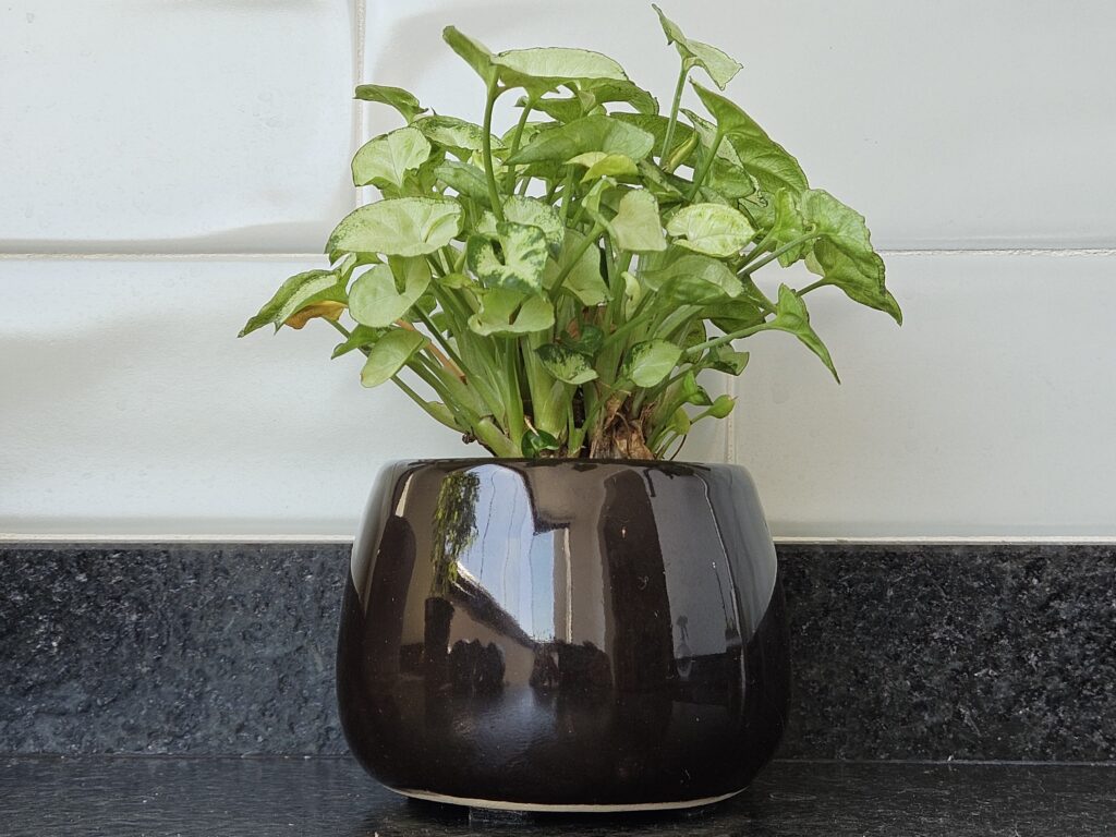 Syngonium Mini Pixie em vaso Syngonium Mini Pixie cultivado em vaso preto sobre bancada de granito