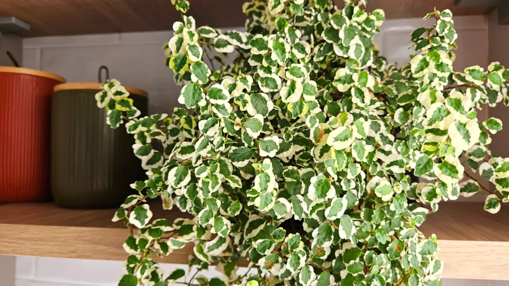 Ficus Pumila Variegata como elemento decorativo en estantería Planta variegada con hojas verdes y blancas en un estante de madera, junto a tarros decorativos.