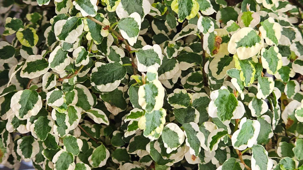 Primer plano de las hojas del Ficus Pumila Variegata Detalle de las hojas variegadas verde oscuro con bordes blancos del Ficus Pumila Variegata.