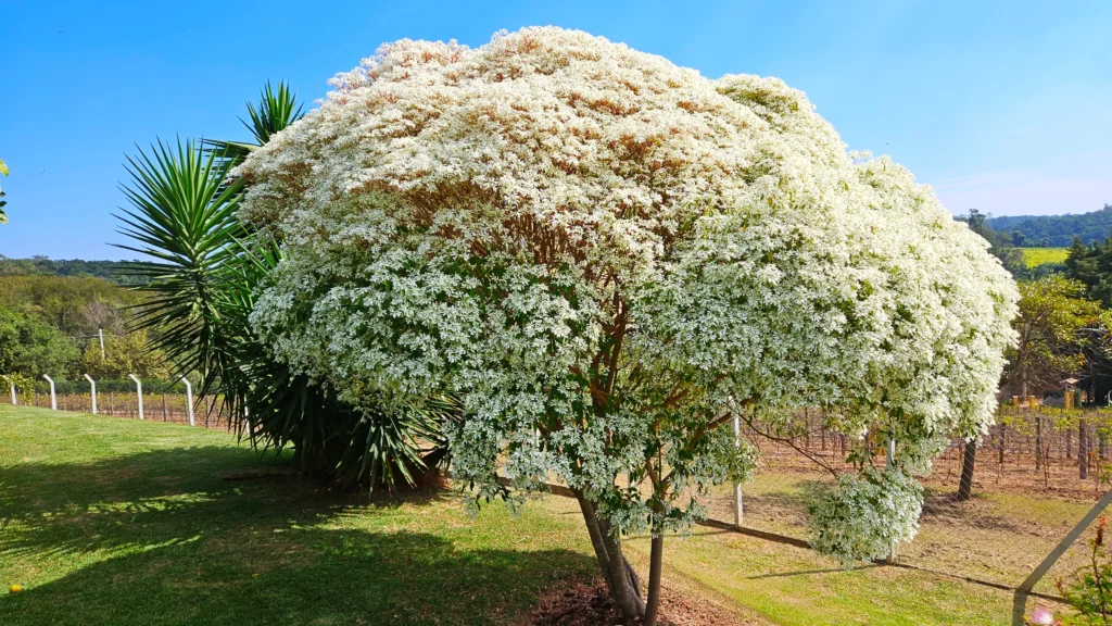Albero Neve di Montagna in piena fioritura, con chioma densa ricoperta di piccoli fiori bianchi sotto un cielo azzurro.