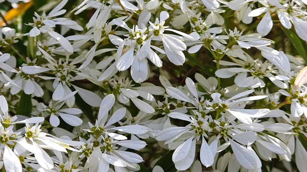 Fiori della neve di montagna in dettaglio Primo piano dei delicati fiori bianchi della neve di montagna a forma di stella, con centro verdastro.