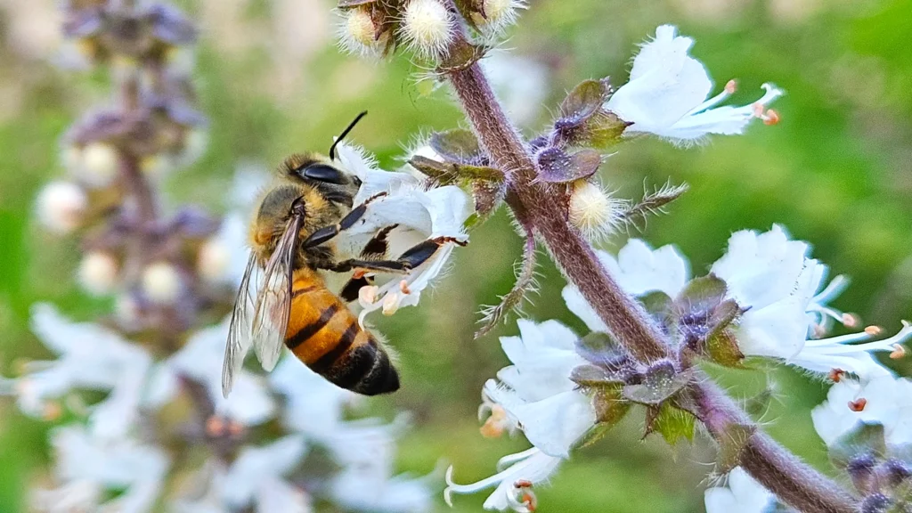 Bee pollinating basil flower Bee perched on basil flower, in the act of pollination.