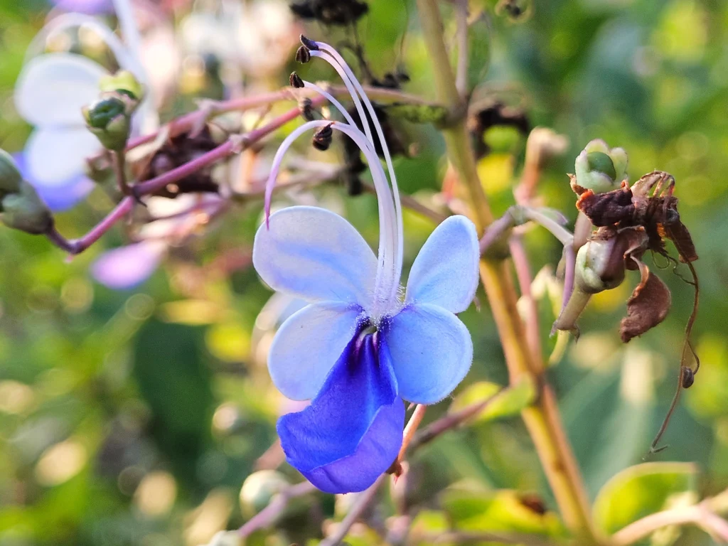 Blue butterfly bush: tropical elegance in floral form Close-up of the blue butterfly flower, with delicate petals and long curved stamens.