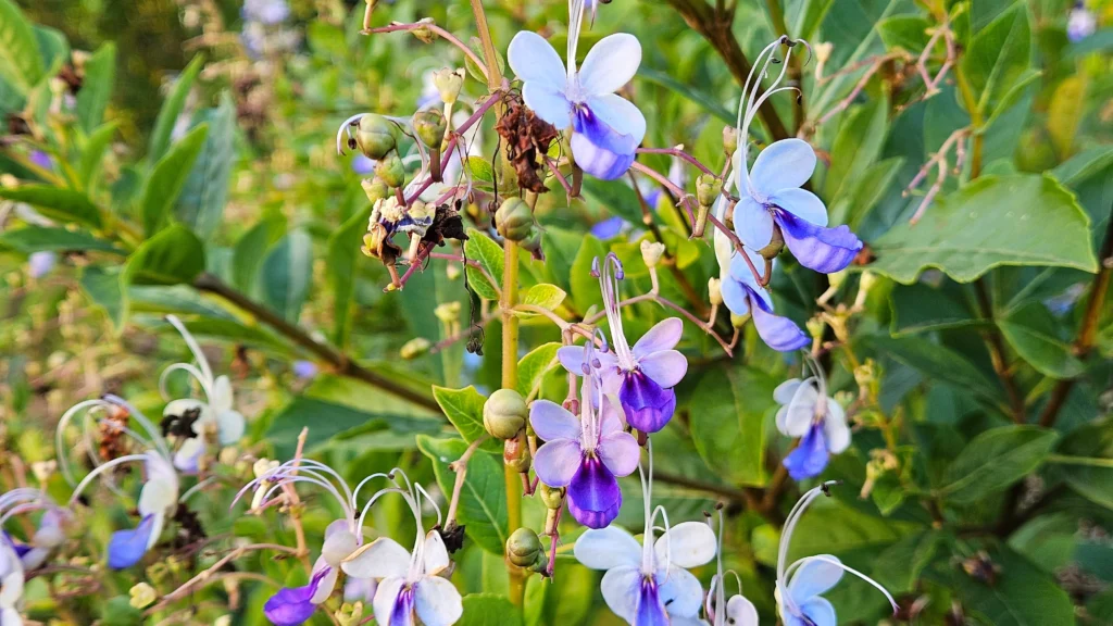 Blue butterfly bush in full bloom Branch with multiple butterfly flowers in various stages of bloom, surrounded by green leaves.